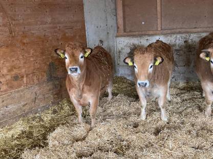 Aubrac Kalbinnen