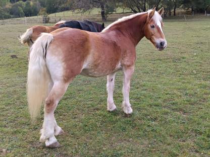 Haflinger Stute Lilli