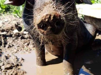 Bild 2:Schweinefleisch von Freilandschweinen