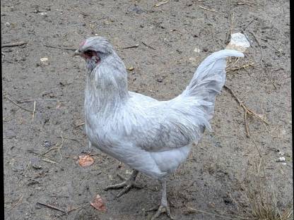 Lavender Araucana Hähne