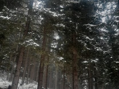 Einzigartige Waldparzelle, hohe Bonität, 17 ha in bester Lage