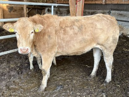 Blonde Aquitaine Zuchtkalbinen abzugeben