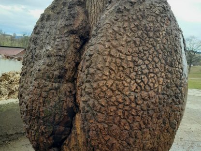 Bild 3:Künstler Baumstamm