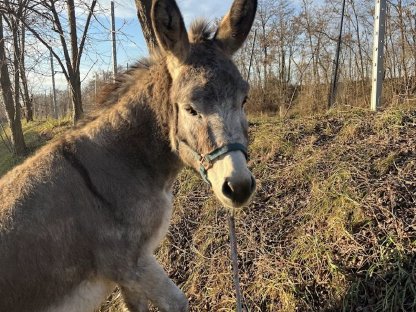 Eselstute abzugeben - Reserviert