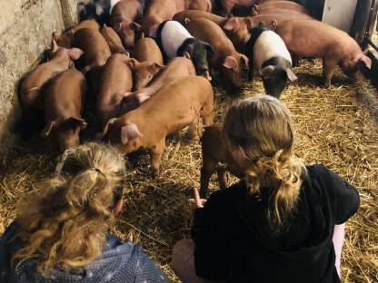 Duroc und Schwäbische Schweine