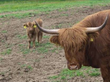 Hochlandrindkuh mit Kalb