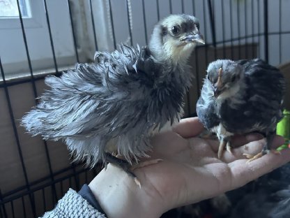 Zwerg-Strupphuhn-Küken in Blau