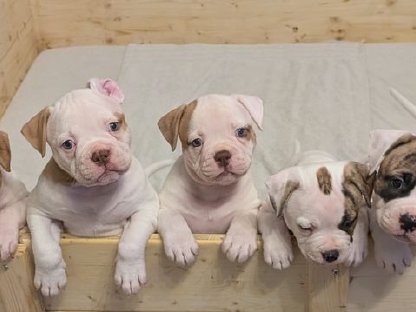 American Bulldog Welpen