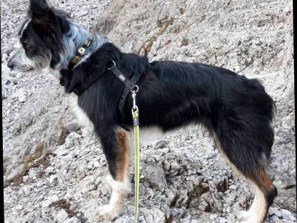 Border Collie Welpen aus Top Arbeitslinie