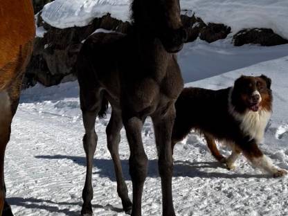 Haflinger-Araber-Mix