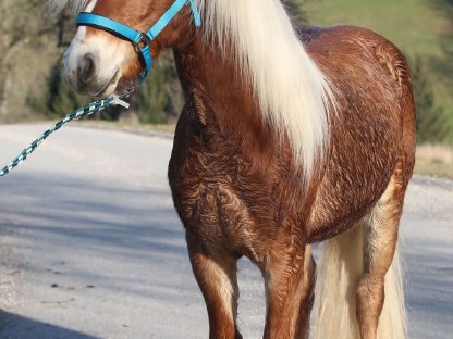 Haflinger Hengst