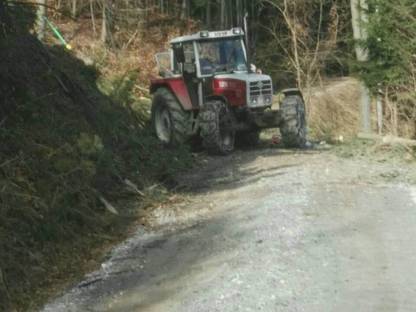 Bild 3:Holzschlägerung, Durchforstung, Baumpflege