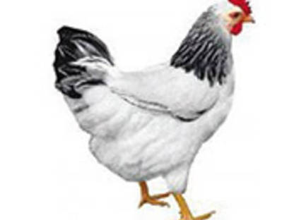 Bild 3:Legereife Junghennen, Mastküken, Puten