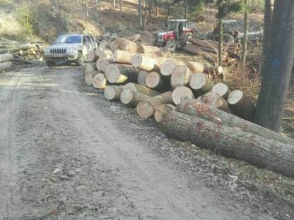 Bild 4:Holzschlägerung, Durchforstung, Baumpflege