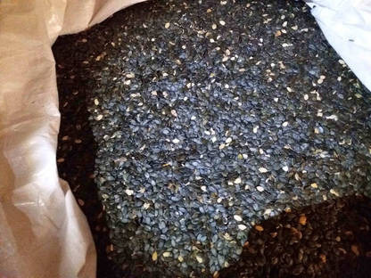 Bild 2:Kürbiskerne (Ernte 2016, gereinigt, in Big-Bag abgefüllt)