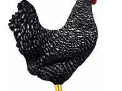 Bild 4:Legereife Junghennen, Mastküken, Puten