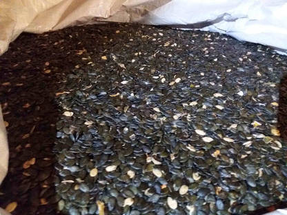 Bild 3:Kürbiskerne (Ernte 2016, gereinigt, in Big-Bag abgefüllt)