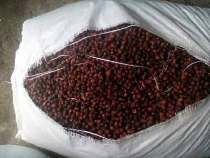 Bild 2:Getrocknete Wildrose, Hagebutte trocknen