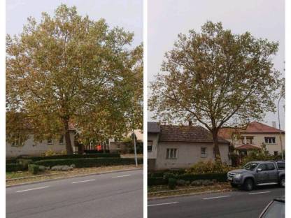 Bild 4:Baumpflege, Holzschlägerung, Baumabtragungen