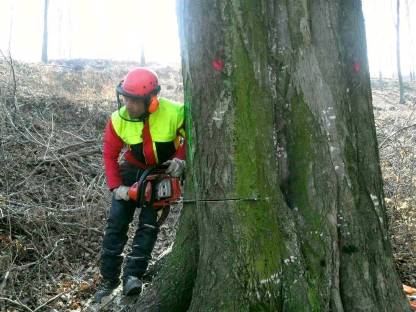 Bild 2:Baumpflege, Holzschlägerung, Baumabtragungen