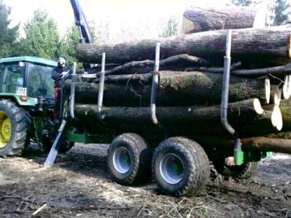 Bild 3:Baumpflege, Holzschlägerung, Baumabtragungen