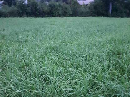 Bild 4:Biete Nachsaat