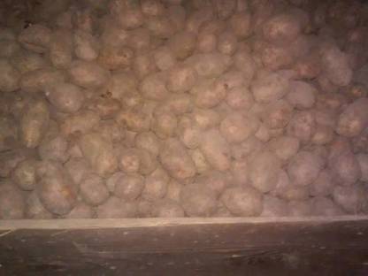 Futterkartoffeln