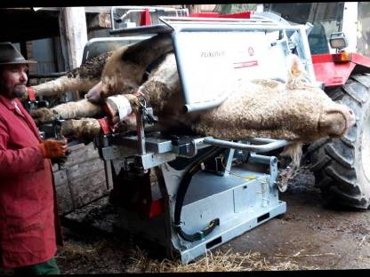 Bild 3:Klauenpflege Gölsental