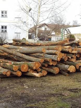 Bild 2:Lohnspalten / Brennholzaufbereitung mit Sägespaltautomat Tajfun RCA 480