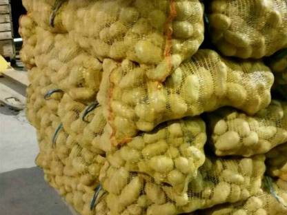 Bild 4:Speisekartoffeln Valdivia Agria