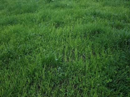 Bild 3:Biete Nachsaat