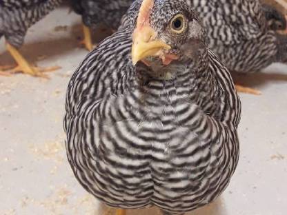 Bild 4:Amrockhühner