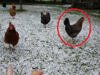 Bild 4:Türkis blau-grüne Eier, BE Bruteier, Buntleger, Eastereggs