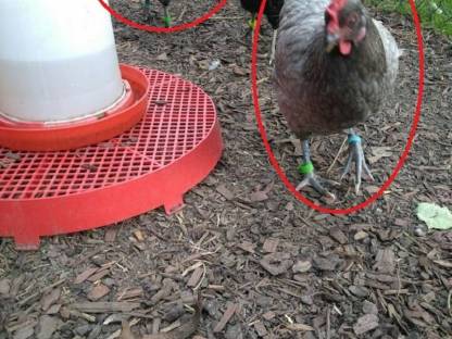 Bild 2:Türkis blau-grüne Eier, BE Bruteier, Buntleger, Eastereggs