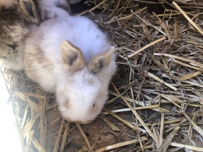 Bild 3:Zuchthasen oder Hasen geschlachtet