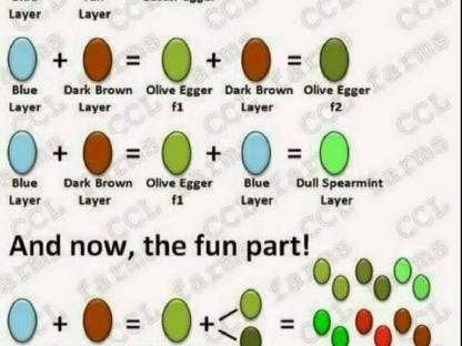 Bild 6:Türkis blau-grüne Eier, BE Bruteier, Buntleger, Eastereggs