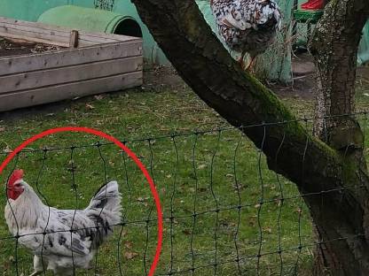 Bild 3:Türkis blau-grüne Eier, BE Bruteier, Buntleger, Eastereggs