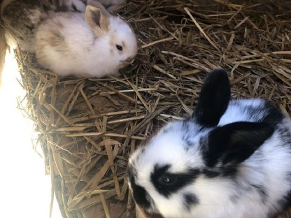 Bild 4:Zuchthasen oder Hasen geschlachtet