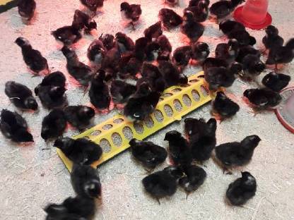 Bild 5:Amrockhühner