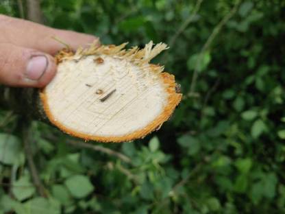 Bild 4:Wegpflege mit Astsäge!