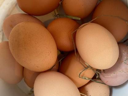 Bild 2:Freilandeier AB HOF VERKAUF