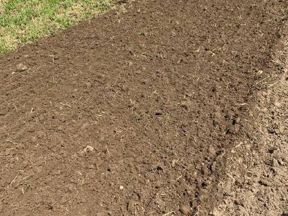 Bild 4:Einzelkornsaat mit Bodenmischprofi