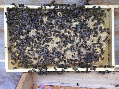 Bienen, EH, Carnica