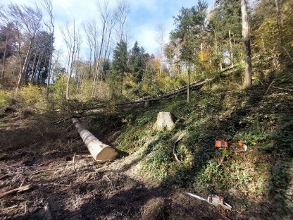 Bild 2:Holzschlägerung