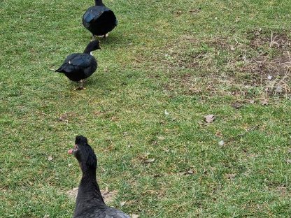Enten