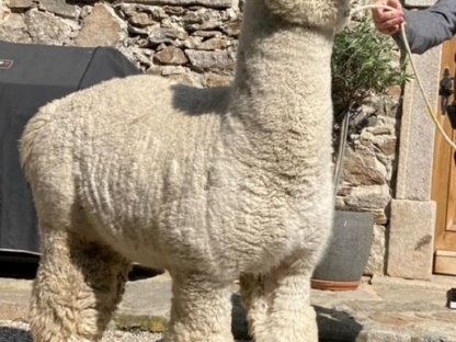 Bild 2:Alpaka Deckservice, Alpaca Zuchthengst, Deckhengst