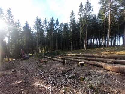 Bild 5:Holzschlägerung