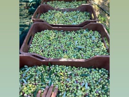 Bild 2:Olivenöl aus ökologischem Anbau aus Kreta