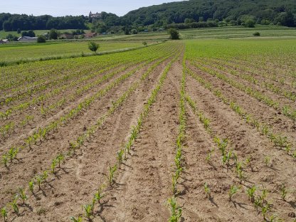 Bild 3:Mais und Zuckerrübenaussaat