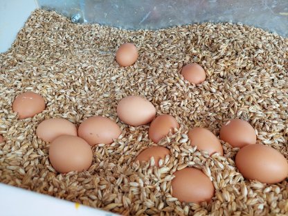 Bild 2:Verkaufe Freilandeier